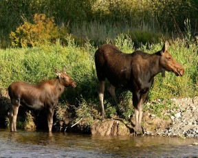 Картинка животные лоси