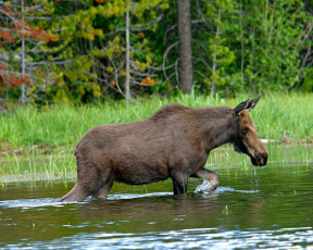 Картинка животные лоси