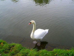 Картинка животные лебеди