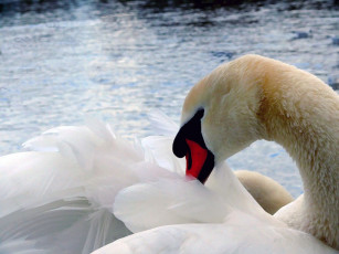 Картинка животные лебеди