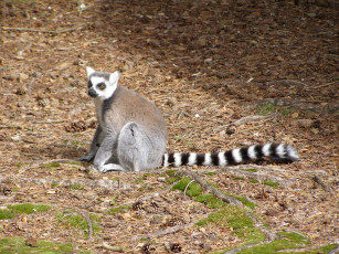 Картинка животные лемуры