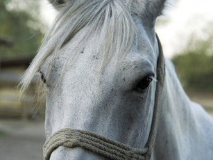 Картинка животные лошади