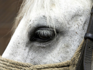 Картинка животные лошади