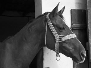 Картинка животные лошади