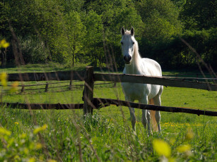 Картинка животные лошади