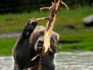 Картинка животные медведи