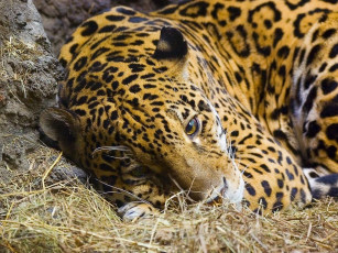 Картинка животные Ягуары