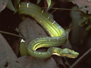 Картинка животные змеи питоны кобры