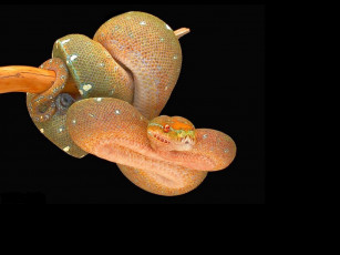 Картинка животные змеи питоны кобры