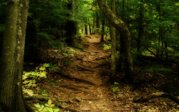 Картинка природа лес