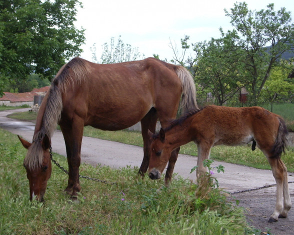 Обои картинки фото животные, лошади