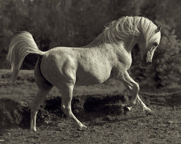 Обои картинки фото животные, лошади