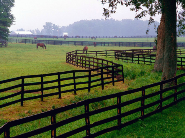 Обои картинки фото животные, лошади