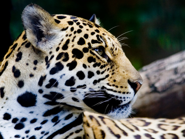 Обои картинки фото животные, Ягуары