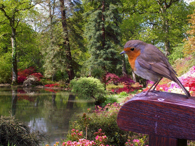 Обои картинки фото животные, зарянки, малиновки