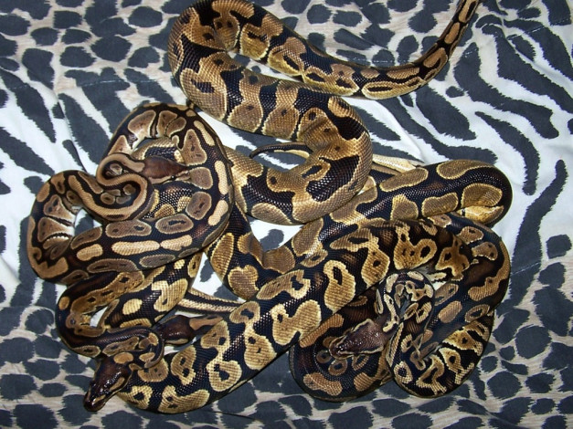 Обои картинки фото животные, змеи, питоны, кобры