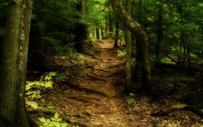 Обои картинки фото природа, лес
