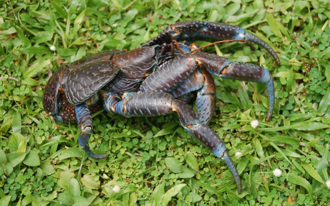 Обои картинки фото животные, крабы, раки