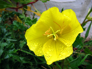 Картинка цветы