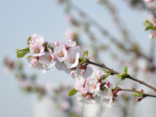 Картинка цветы цветущие деревья кустарники