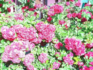 Картинка цветы розы