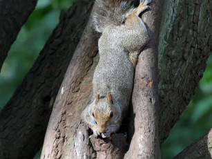 Картинка животные белки