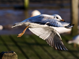 Картинка животные Чайки бакланы крачки