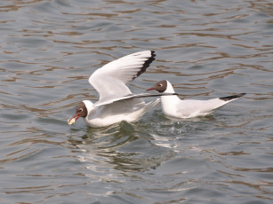 обоя животные, Чайки, бакланы, крачки