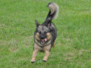 Картинка животные собаки