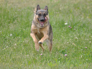 Картинка животные собаки