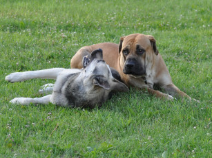 Картинка животные собаки