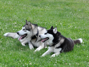 обоя животные, собаки