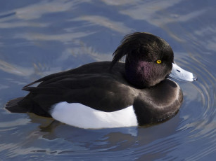 обоя животные, утки