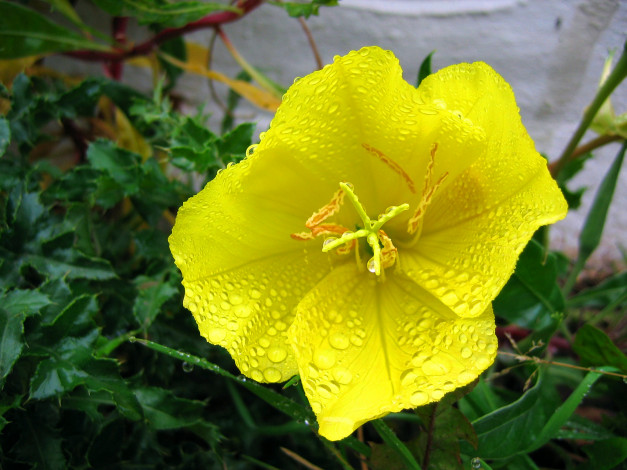 Обои картинки фото цветы