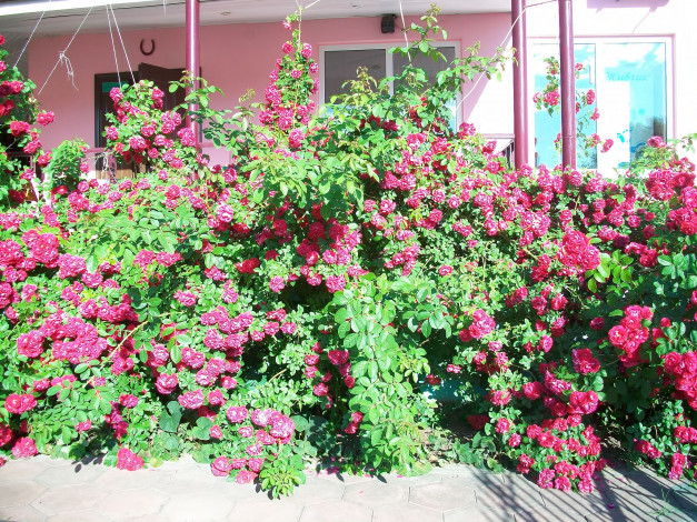 Обои картинки фото цветы, розы