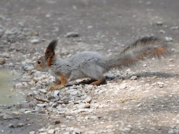 Обои картинки фото животные, белки