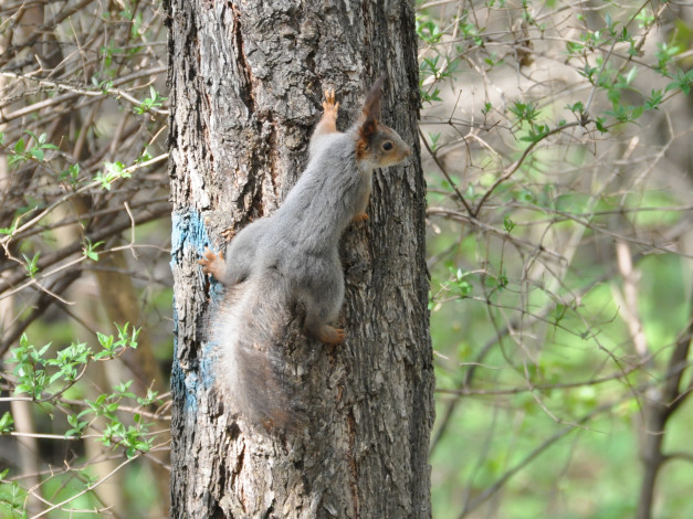 Обои картинки фото животные, белки