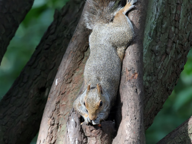 Обои картинки фото животные, белки