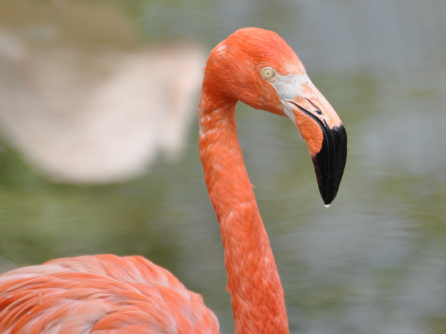 Обои картинки фото животные, фламинго
