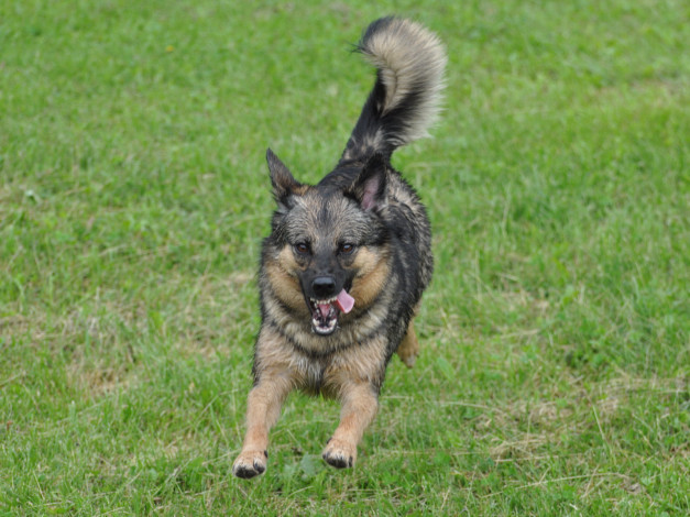 Обои картинки фото животные, собаки