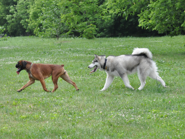 Обои картинки фото животные, собаки
