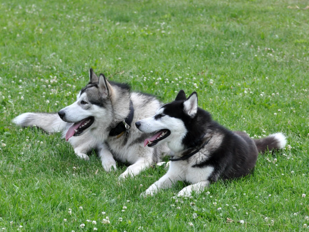 Обои картинки фото животные, собаки