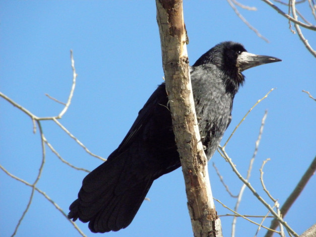 Обои картинки фото животные, вороны, грачи, галки