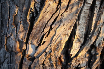 Картинка разное текстуры дерево кора