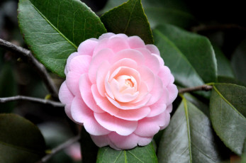 Картинка камелия цветы камелии нежность круглый розовый