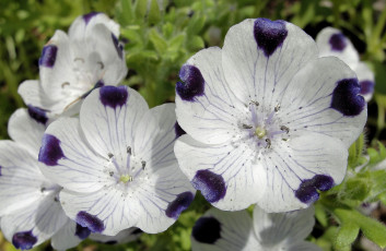 Картинка цветы немофилы вероники пятна белый