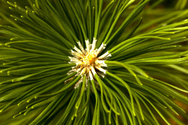 Обои картинки фото природа, макро, хвоя, зеленый, сосна