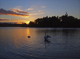 Картинка животные лебеди закат озеро