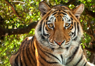 Картинка животные тигры портрет