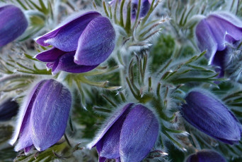 Картинка цветы анемоны адонисы сон-трава